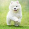 モフモフレオン🧸's profile picture