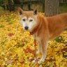 ほい profil fotoğrafı