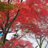 ぺけノリ profil fotoğrafı