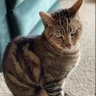 Jeb L Gato profil fotoğrafı