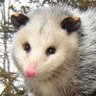 AryaOpossum profil fotoğrafı