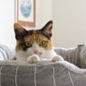 Delilah Shadowchaser's profile picture