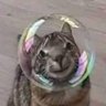 Guillaume's profile picture