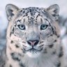😸KoKatGaming😸 profil fotoğrafı