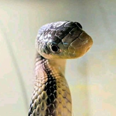Cool_boy's profile picture