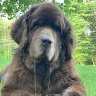 Newfoundland Dog's profile picture