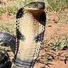 COBRA 的头像
