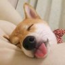 针眼画师🇺🇦🇮🇱's profile picture