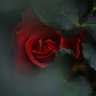 Фото профиля ؏ـــفـــافـﮯ
