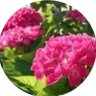 poppo🍀's profile picture