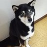 yuzu's profile picture