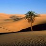 من العرب profil fotoğrafı