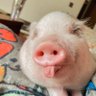 Profilbild von MadamJ