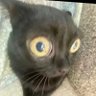 Yeet profil fotoğrafı