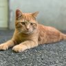 AWEL profil fotoğrafı