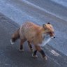 Profilbild von イカの塩辛