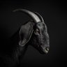 التّيس's profile picture