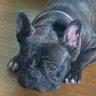 Profilbild von putica