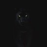 Gobz's profile picture