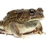 frog's profile picture