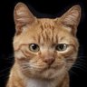 Anne on a Mouse's profile picture