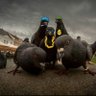 PigeonGang's profile picture