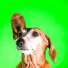 Old Dog 的头像