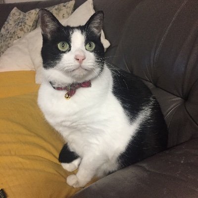 nikkokamen66's profile picture