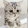 un gatito en pena 的头像
