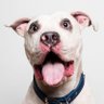 PiT BuLL hugger🏴☠️ profil fotoğrafı