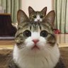 ちょび profil fotoğrafı