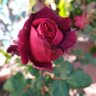 patri73's profile picture