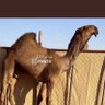 راعي المدرهم 的头像
