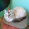 Фото профиля Пухнастий котик (Fluffy cat)