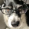 Professor Duke's profile picture