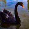 2019黑天鹅 profil fotoğrafı