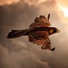 Wind Rider 的头像