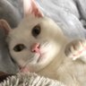 きぃ profil fotoğrafı