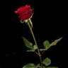 703.Blu profil fotoğrafı
