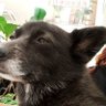たろまる's profile picture