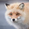 𝔖𝔄𝔓𝔓𝔒ℜ𝔒🐺𝔉𝔒𝔛 🕊️ 🇯🇵 𝕏 profil fotoğrafı