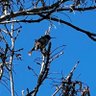Makaroon T profil fotoğrafı