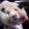 くまたん's profile picture