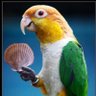 Parrot's Shell *Cba del 75% profil fotoğrafı
