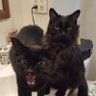 Фото профиля BlackCats
