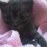 みり🐱 的头像