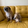 Eccles & Molly (Sweary)'s profile picture