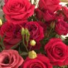 Фото профиля الورد وعطره