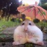 Hamster's profile picture
