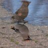 Waxwing-One profil fotoğrafı